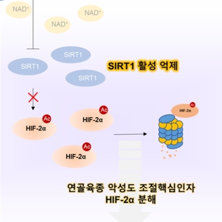 Decoupling NAD<sup>+</sup> metabolic dependency in chondrosarcoma by targeting the SIRT1–HIF-2α axis