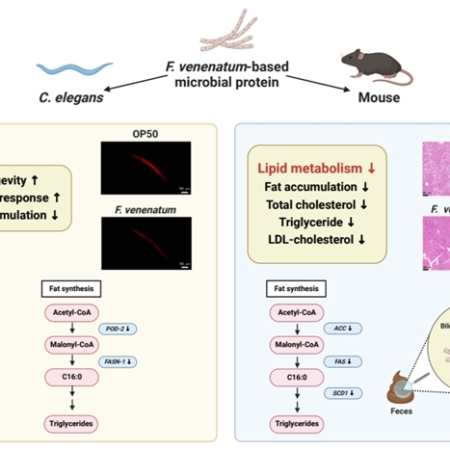 Molecular characterization of <i>Fusarium venenatum</i>-based microbial protein in animal models of obesity using multi-omics analysis
